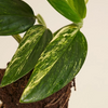 Monstera Standleyana ‘Aurea Variegata’