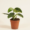 Monstera Standleyana ‘Aurea Variegata’