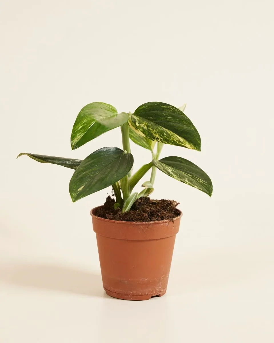 Monstera Standleyana ‘Aurea Variegata’