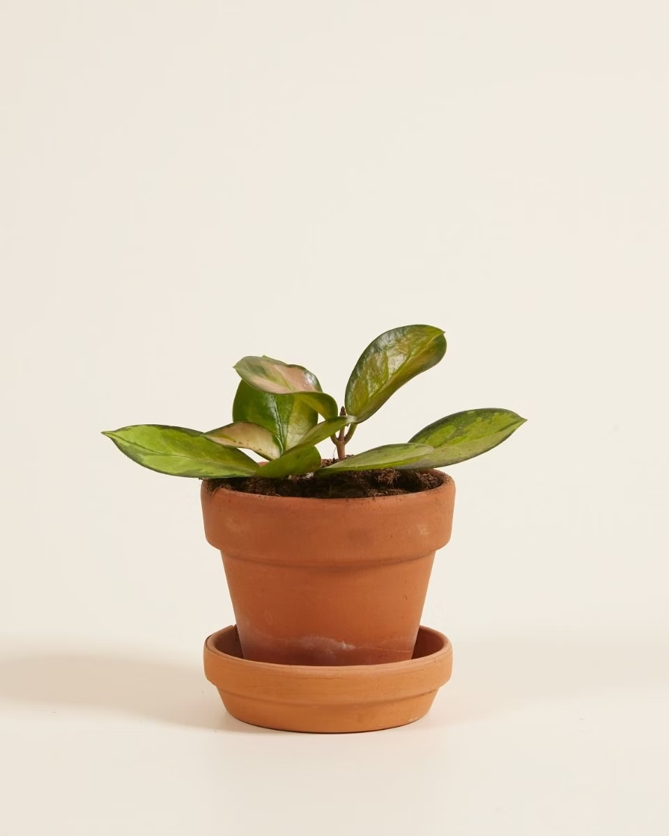 Baby Hoya Australis Lisa (Wax plant) هويا