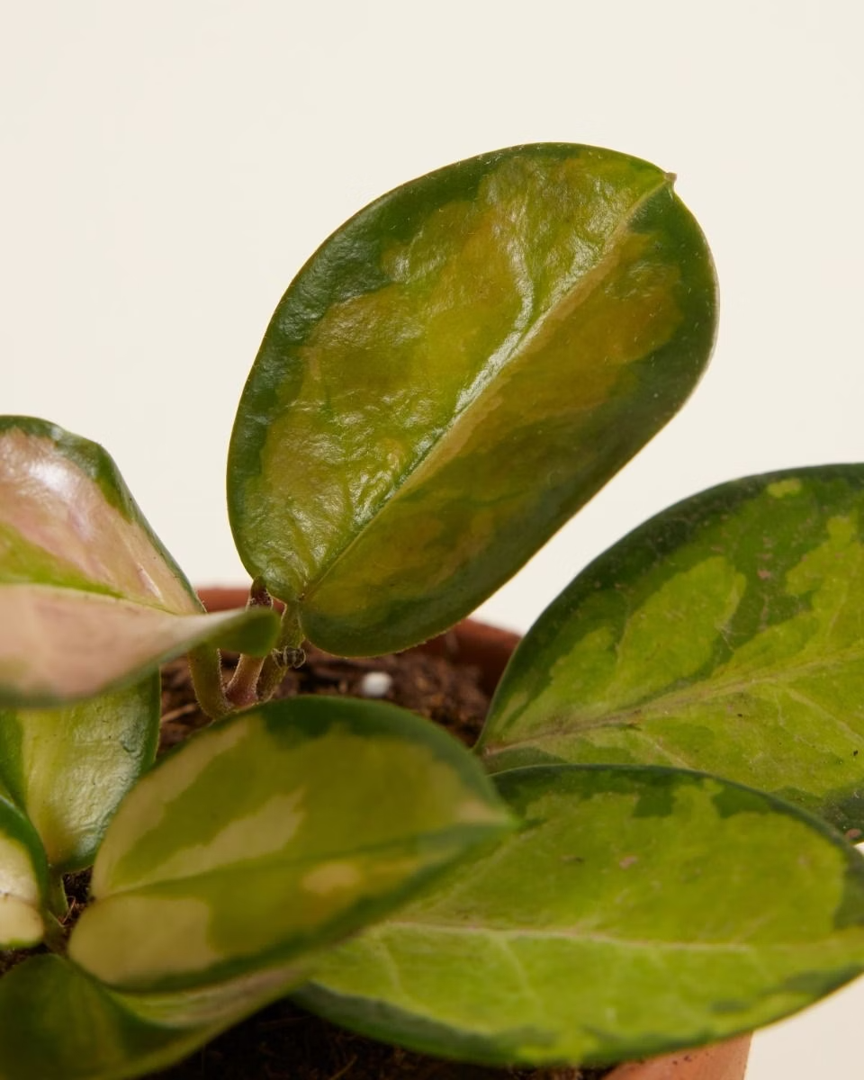 Baby Hoya Australis Lisa (Wax plant) هويا