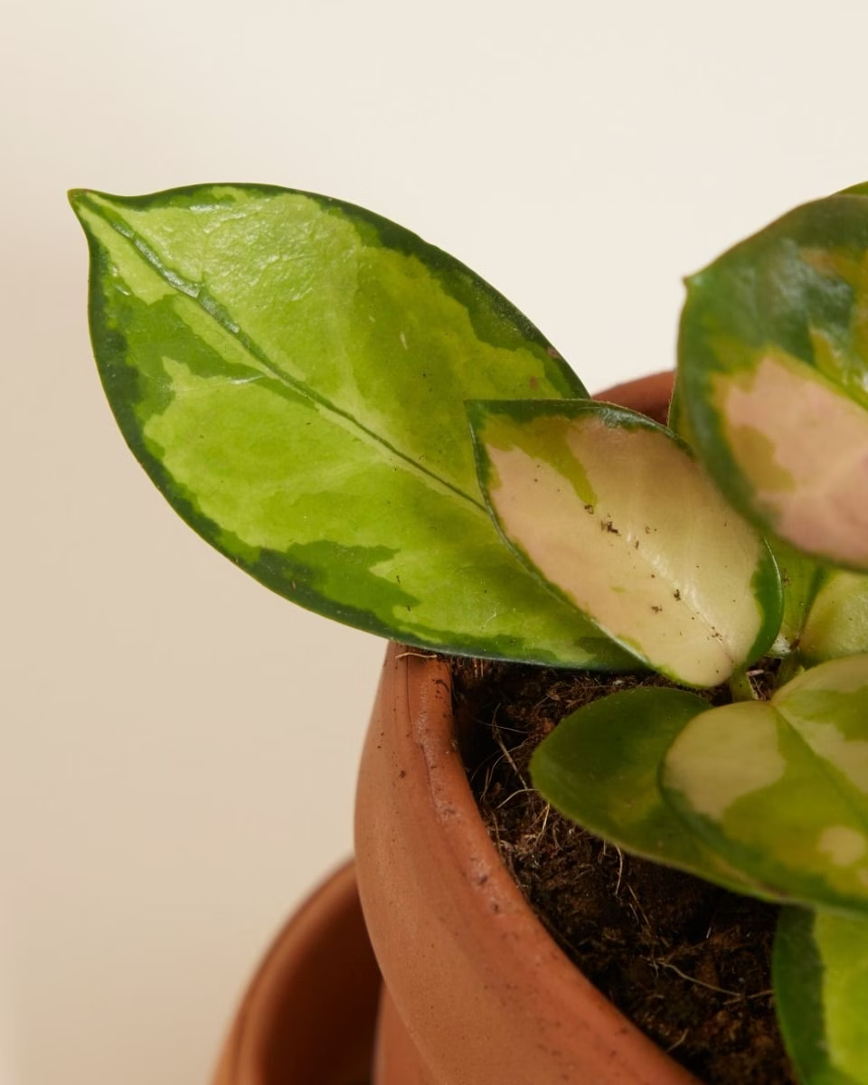 Baby Hoya Australis Lisa (Wax plant) هويا