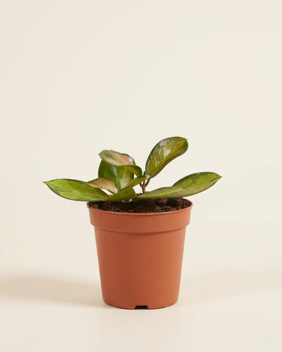 Baby Hoya Australis Lisa (Wax plant) هويا