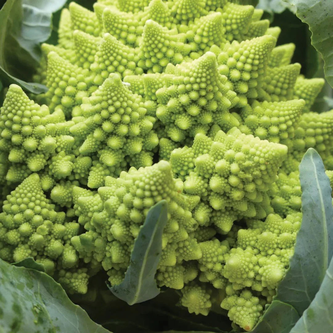 Broccoli Romanesco - supplier photo
