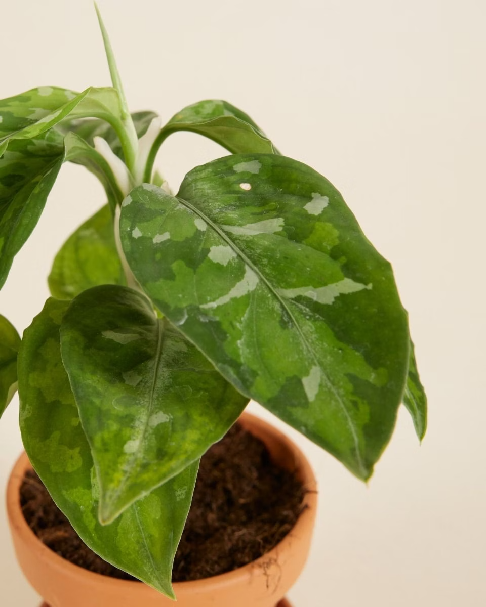 Aglaonema Tricolor