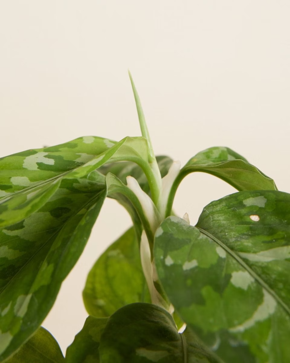 Baby Aglaonema Tricolor