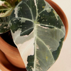 Baby Alocasia Black Velvet Pink Albo Variegated (A-grade) ألوكاسيا مبرقش