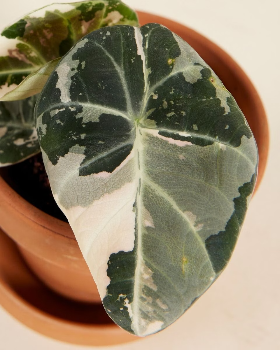 Baby Alocasia Black Velvet Pink Albo Variegated (A-grade) ألوكاسيا مبرقش