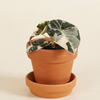 Baby Alocasia Black Velvet Pink Albo Variegated (A-grade) ألوكاسيا مبرقش