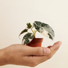 Baby Alocasia Black Velvet Pink Albo Variegated (A-grade) ألوكاسيا مبرقش