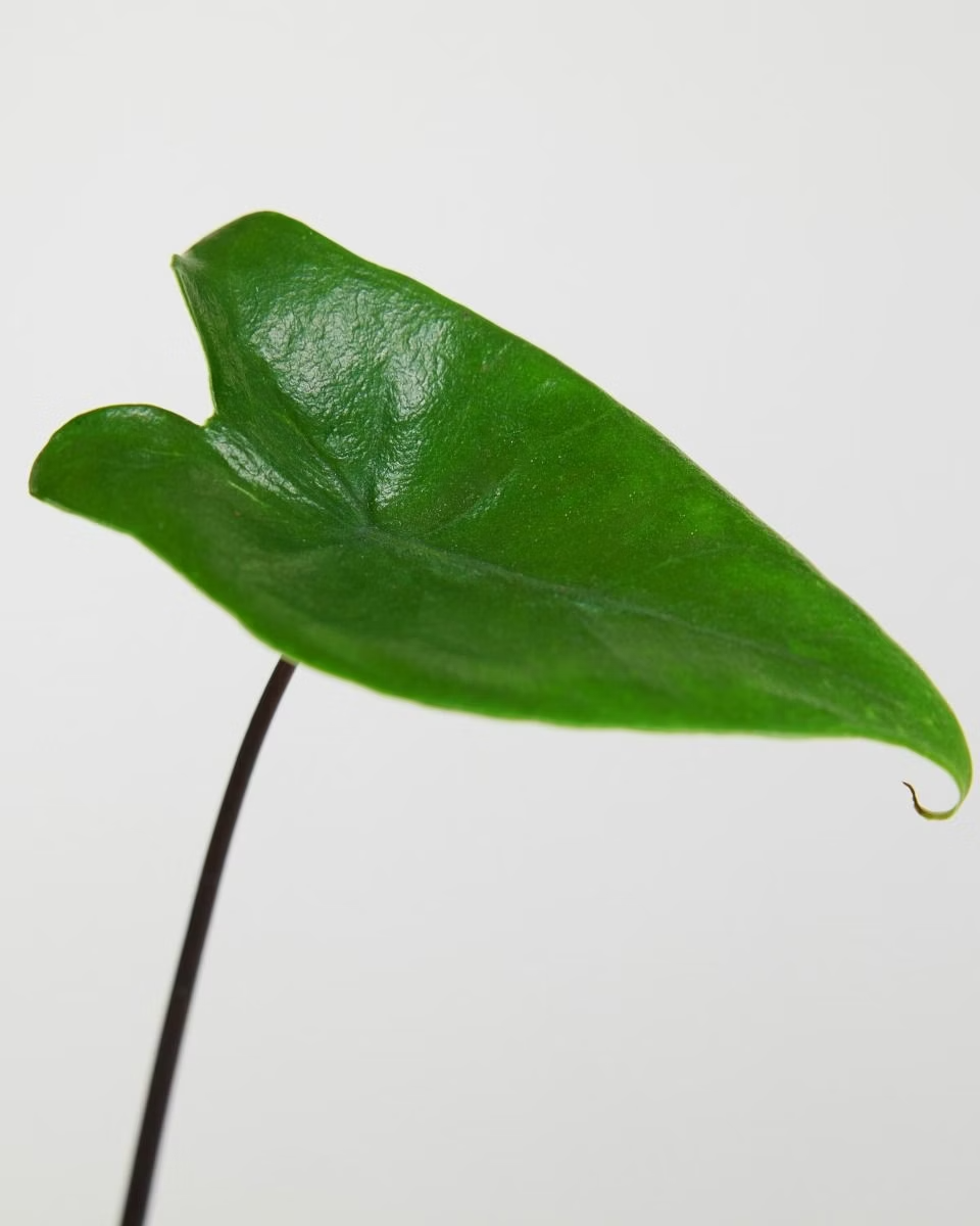 Baby Alocasia Black Zebrina