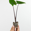 Baby Alocasia Black Zebrina