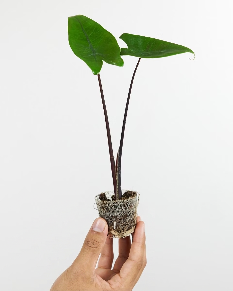 Baby Alocasia Black Zebrina