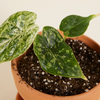 Baby Alocasia Dragon Scale Mint Variegated