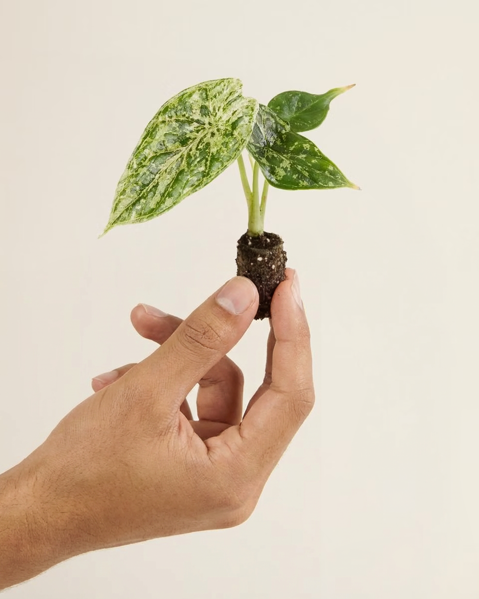 Baby Alocasia Dragon Scale Mint Variegated