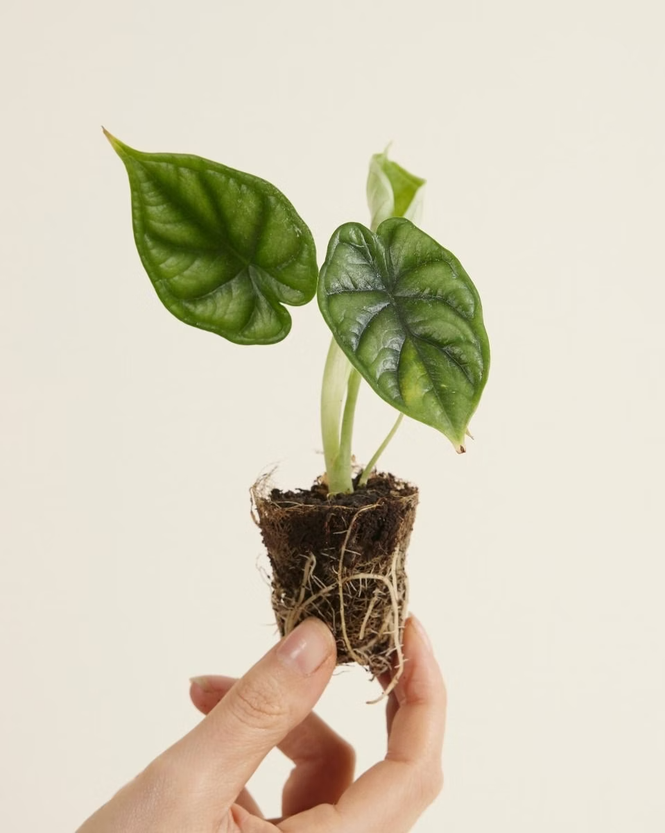 Baby Alocasia Dragon Scale (Baginda)