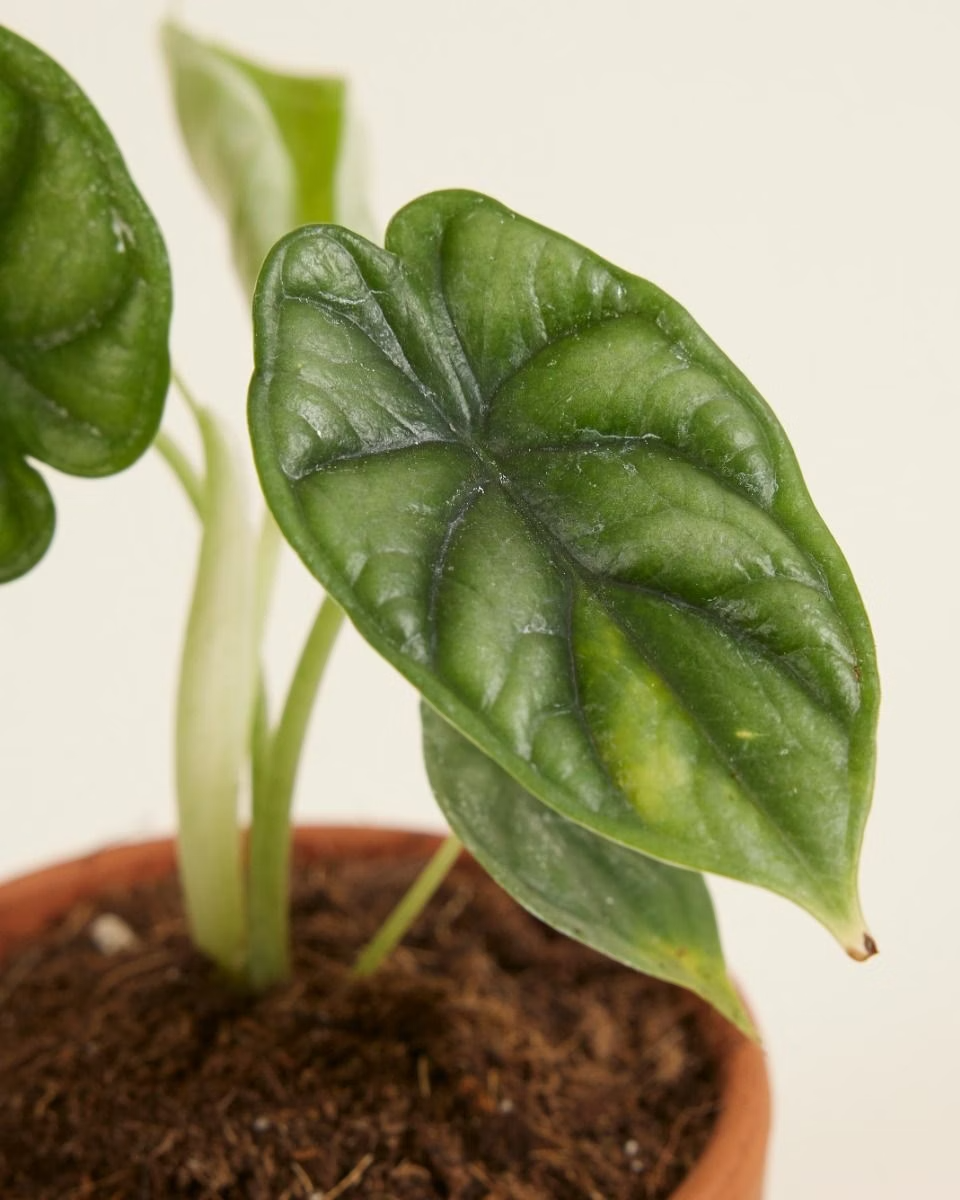 Baby Alocasia Dragon Scale (Baginda)
