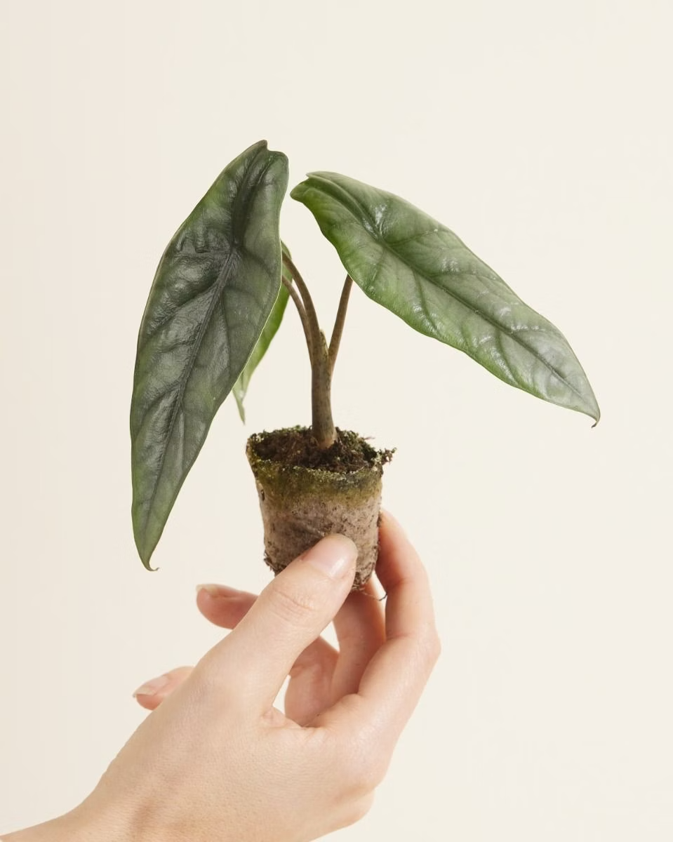 Baby Alocasia Heterophylla