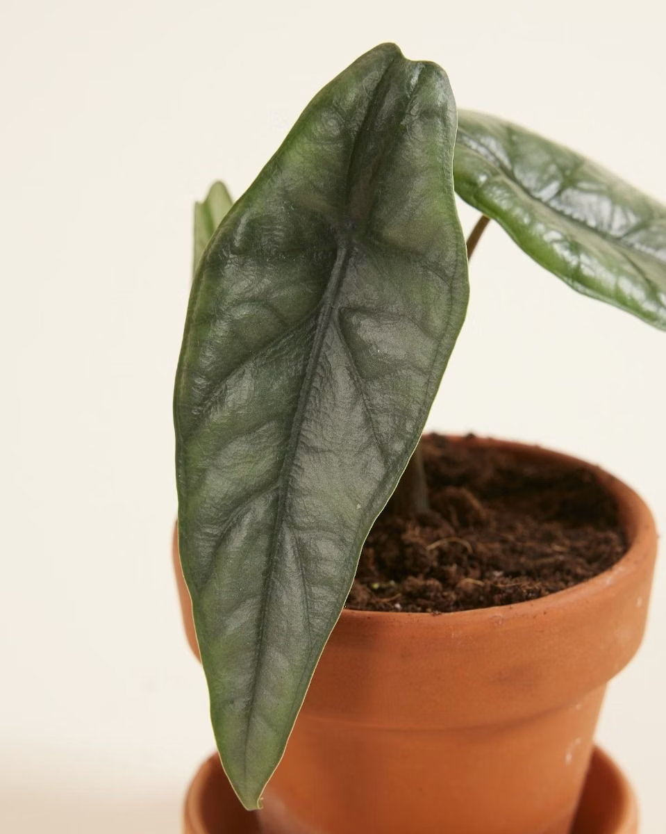 Baby Alocasia Heterophylla