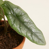 Baby Alocasia Heterophylla