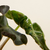Baby Alocasia Loco