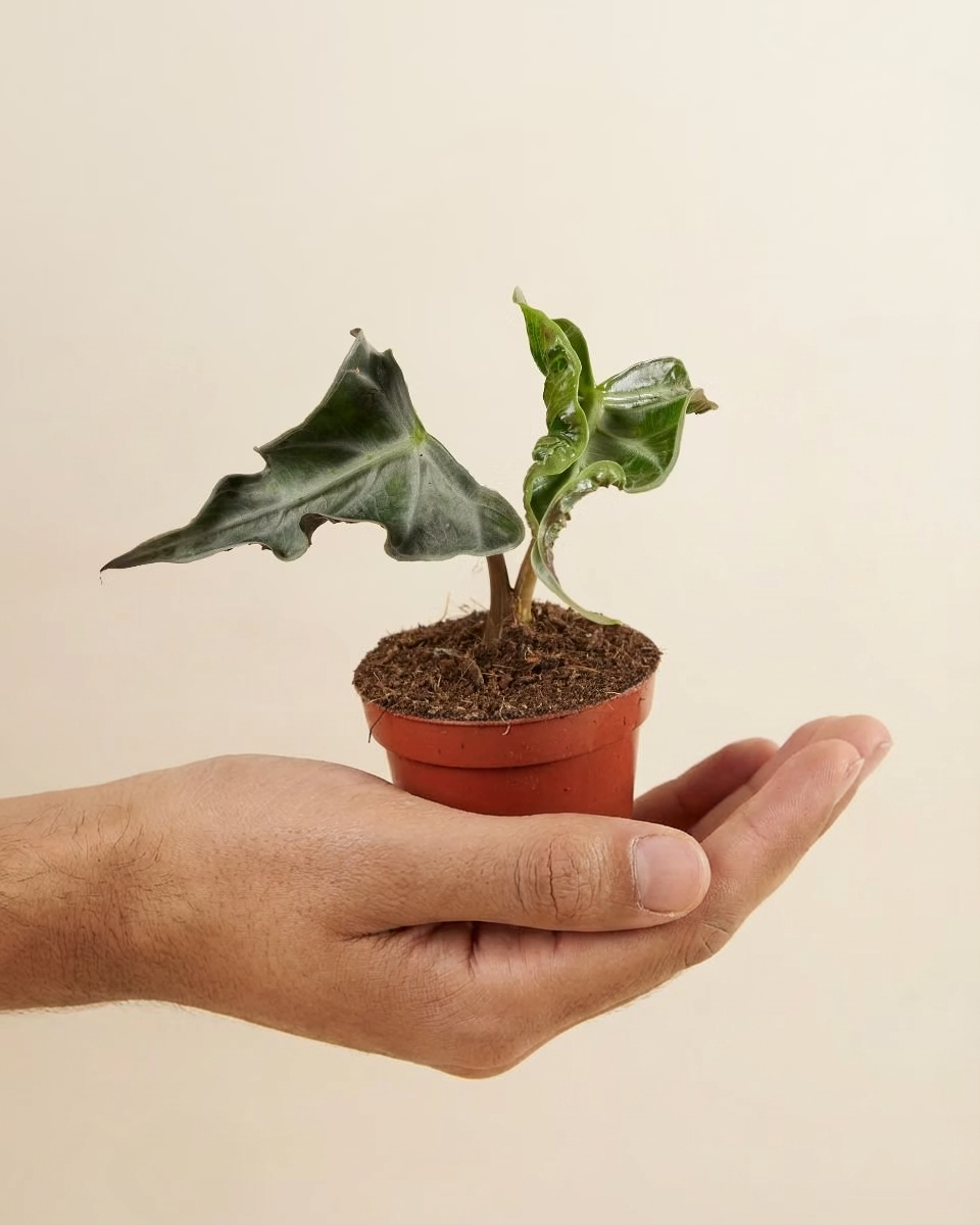 Baby Alocasia Loco