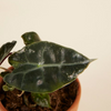 Baby Alocasia Polly Pink Variegated
