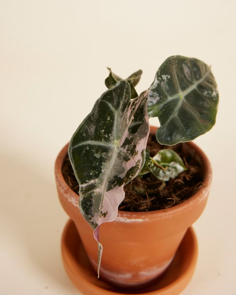 Baby Alocasia Polly Pink Variegated