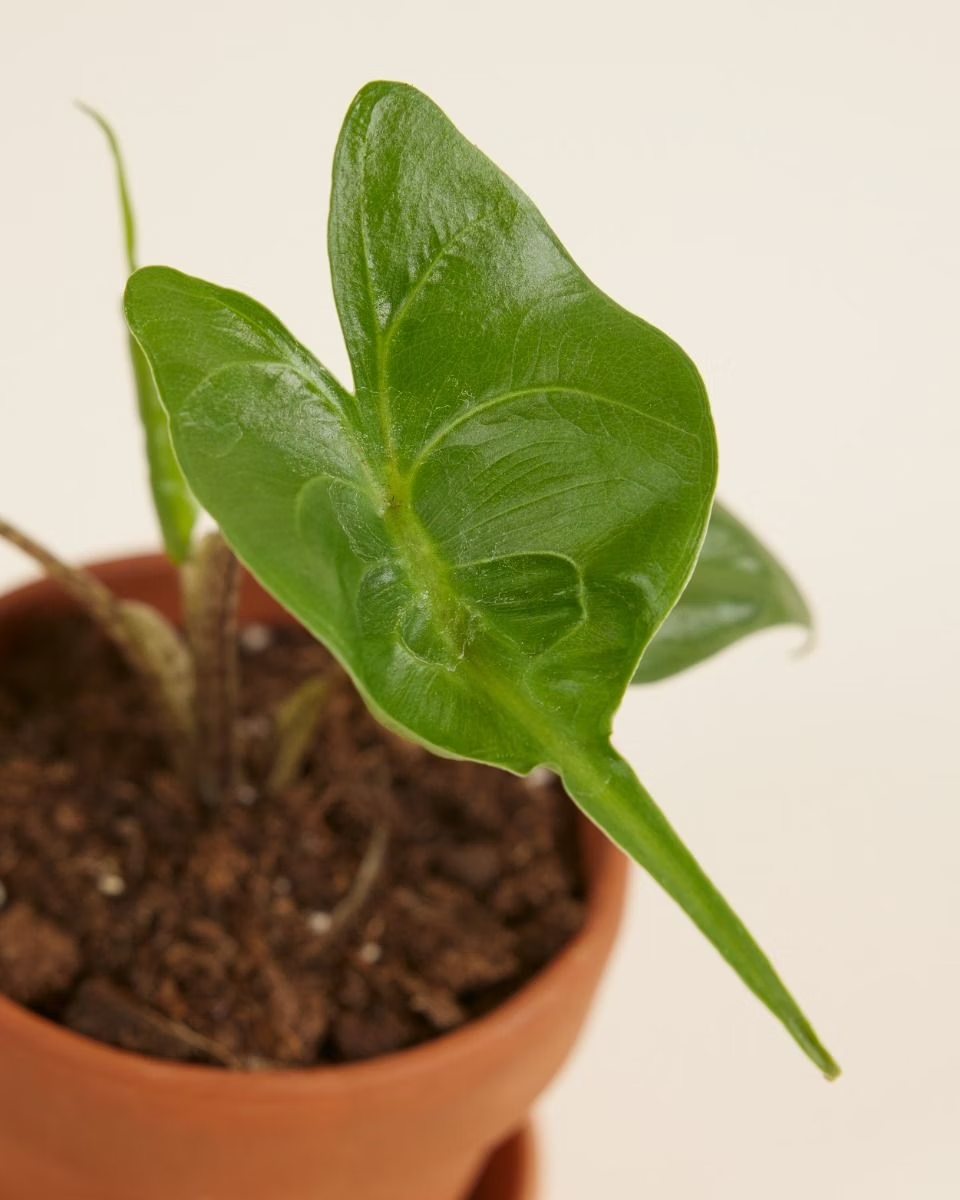 Baby Alocasia Stingray