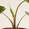 Baby Alocasia Stingray