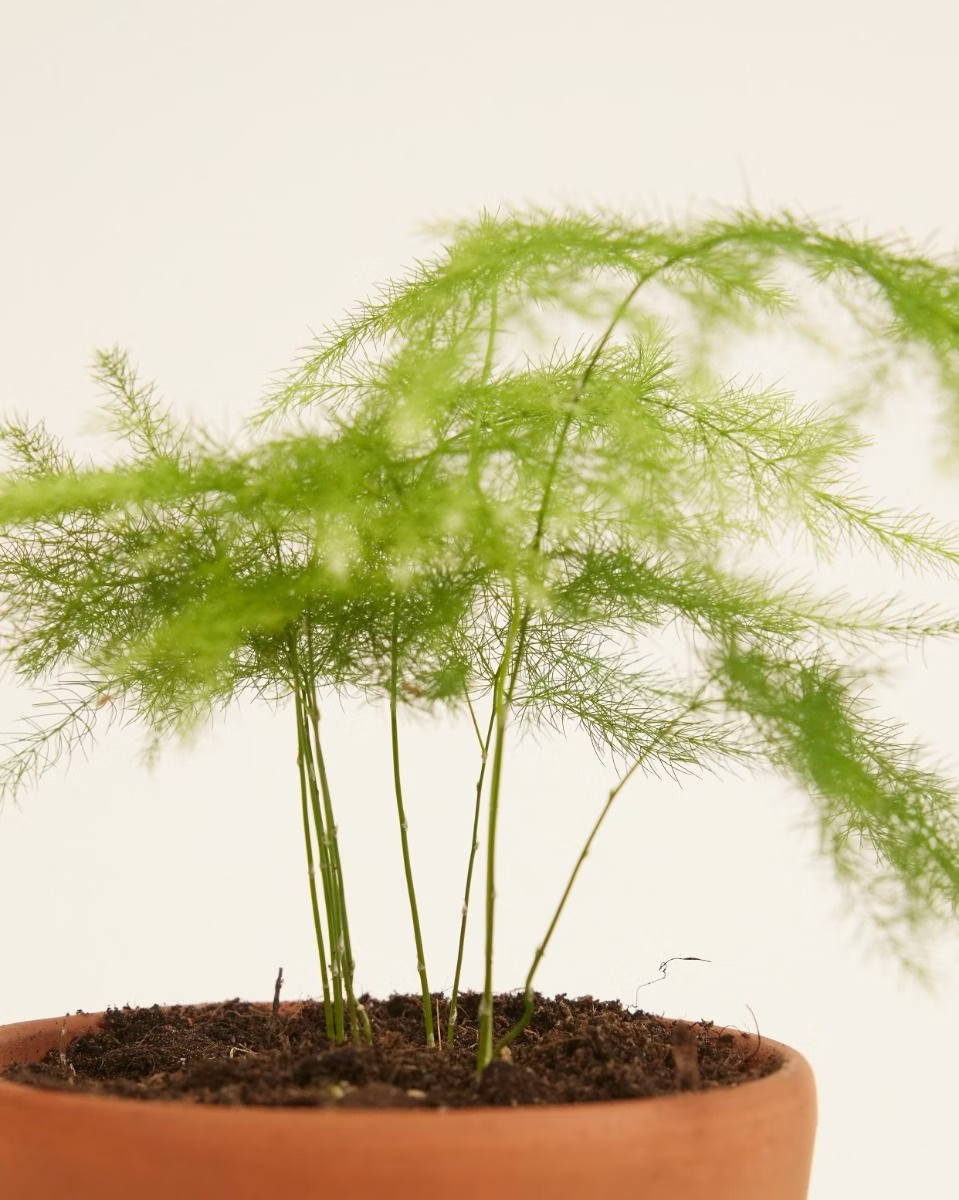Baby Asparagus Fern (Sparrow Grass)
