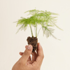 Baby Asparagus Fern (Sparrow Grass)