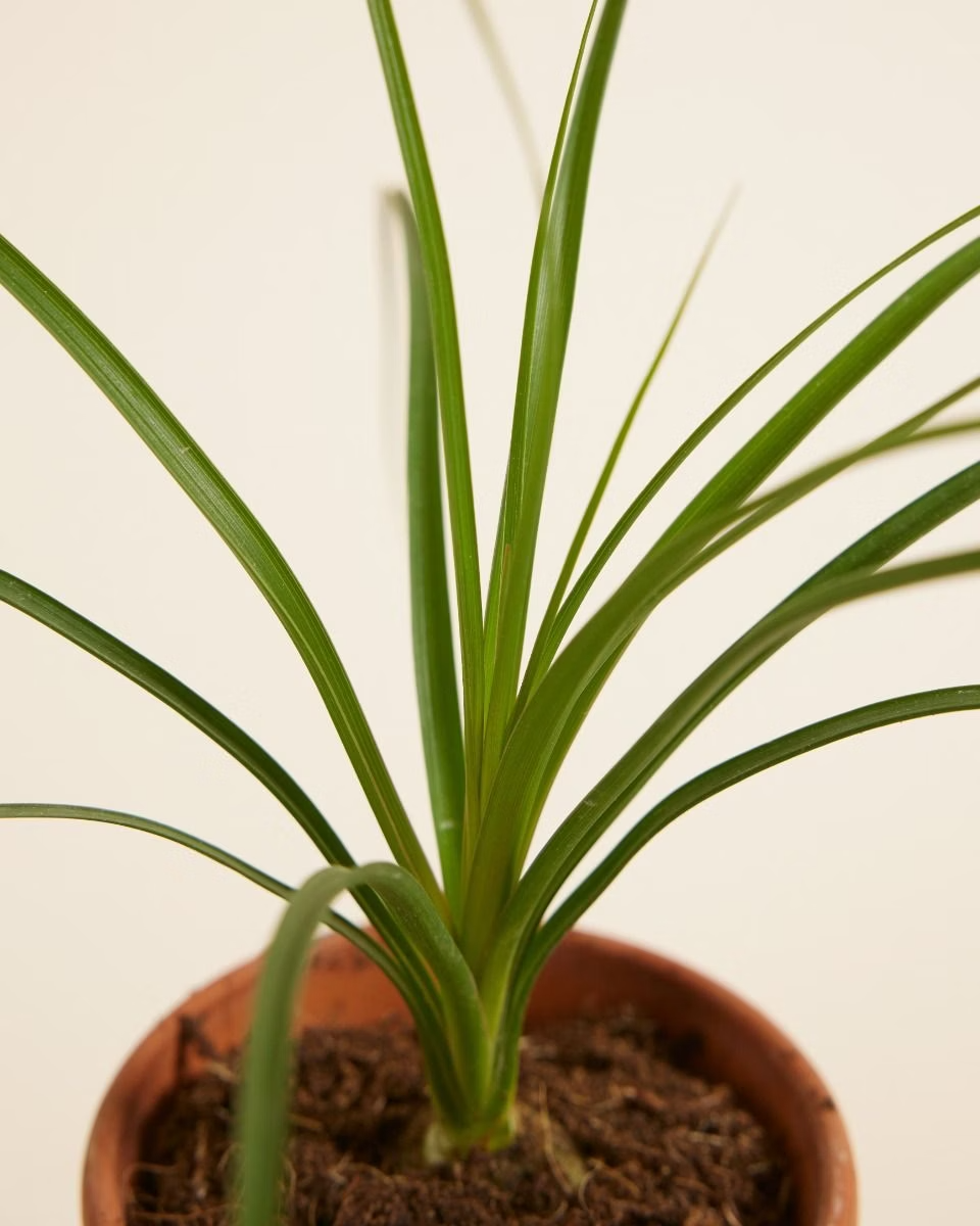 Baby Beaucarnea Recurvata (Ponytail Palm) شجرة نولينا رجل الفيل