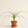 Baby Beaucarnea Recurvata (Ponytail Palm) شجرة نولينا رجل الفيل