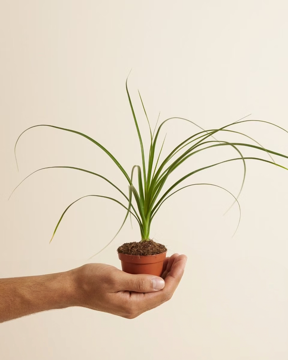 Baby Beaucarnea Recurvata (Ponytail Palm) شجرة نولينا رجل الفيل