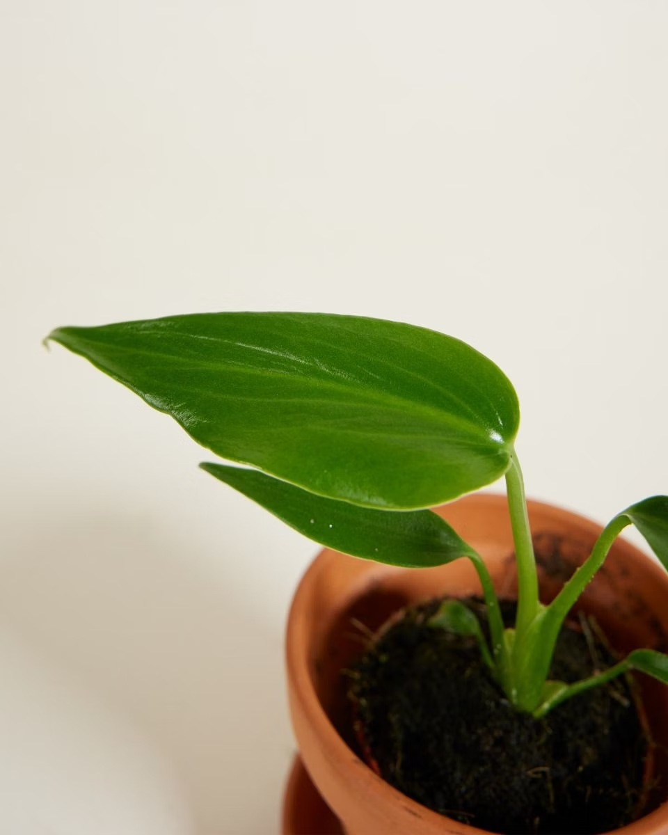 Baby Monstera Burle Marx Flame  مونستيرة فليم