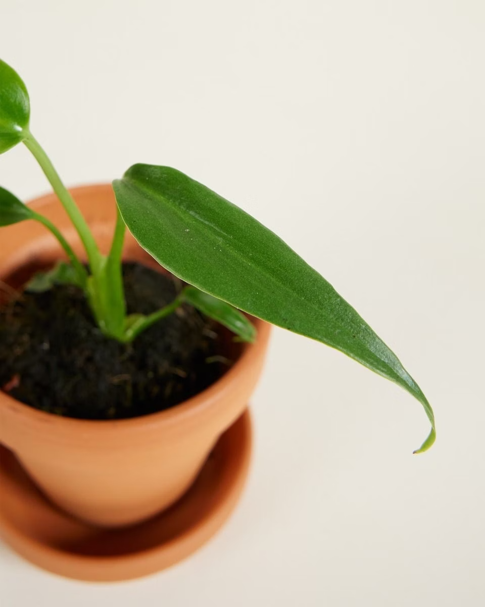 Baby Monstera Burle Marx Flame  مونستيرة فليم