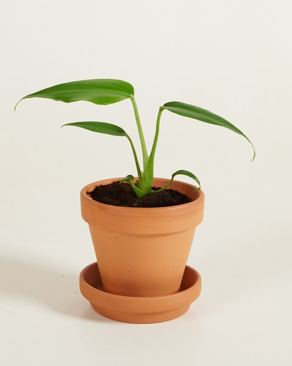 Baby Monstera Burle Marx Flame  مونستيرة فليم