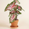 Baby Caladium Carolyn Whorton