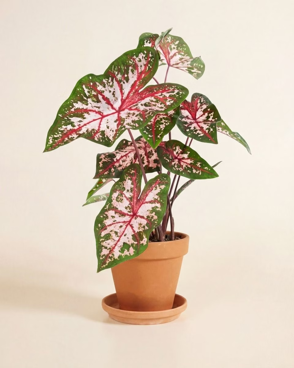 Baby Caladium Carolyn Whorton