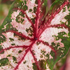 Baby Caladium Carolyn Whorton