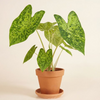 Baby Caladium Frog in a Blender
