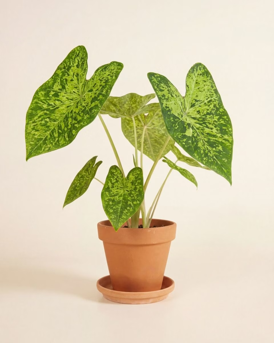 Baby Caladium Frog in a Blender