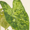 Baby Caladium Frog in a Blender