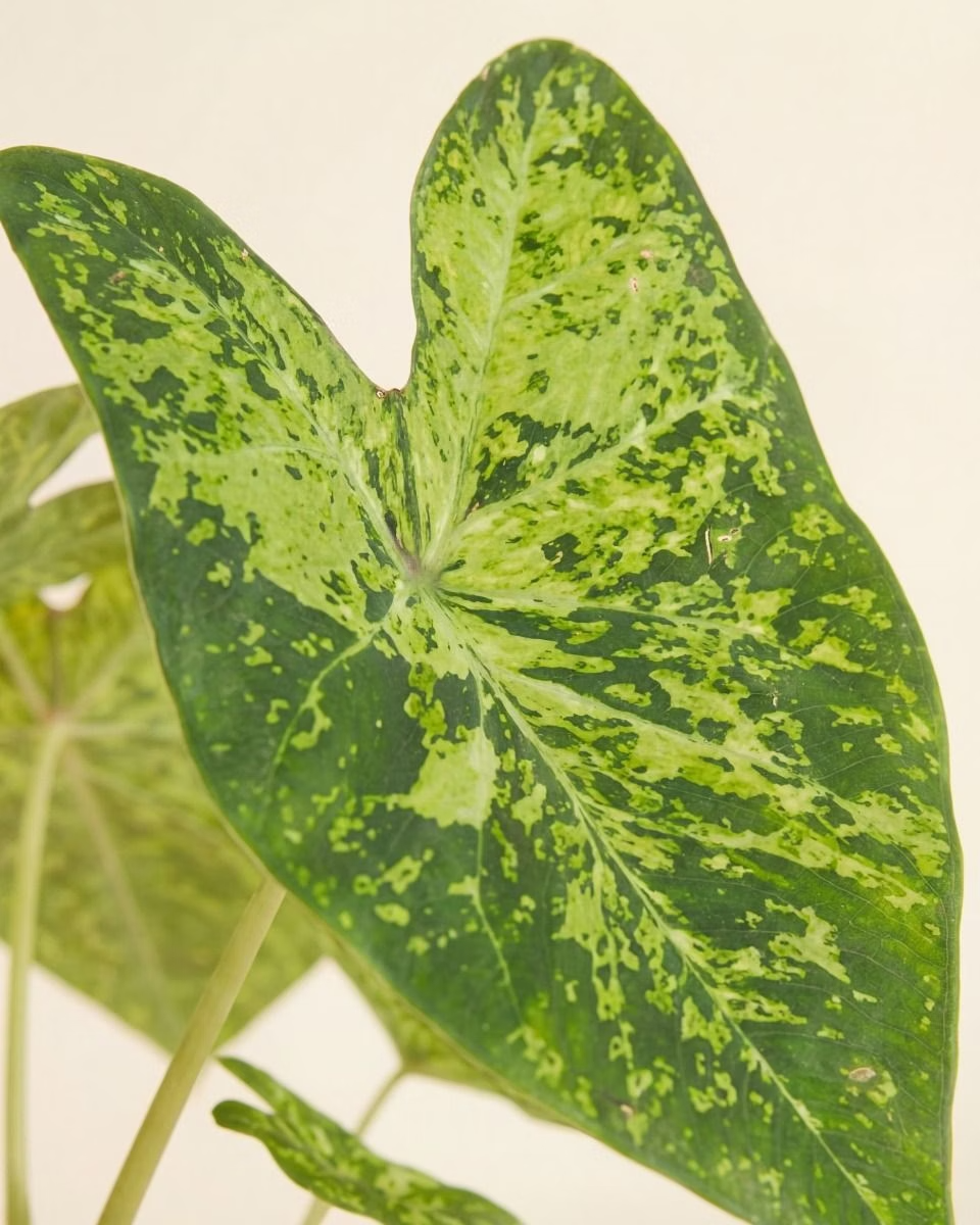 Baby Caladium Frog in a Blender