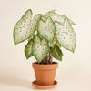 Baby Caladium Gingerland