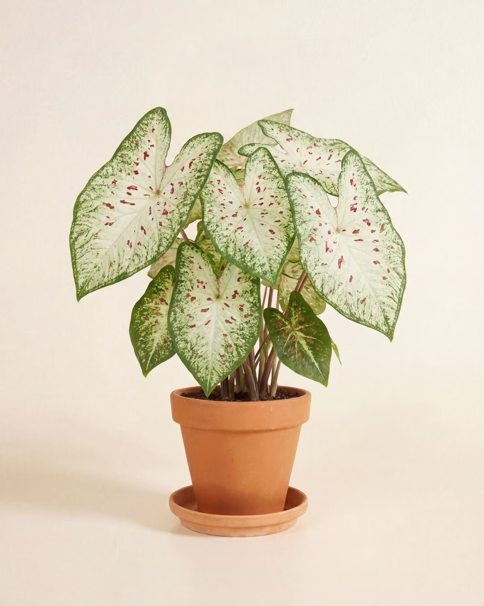 Baby Caladium Gingerland