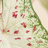 Baby Caladium Gingerland