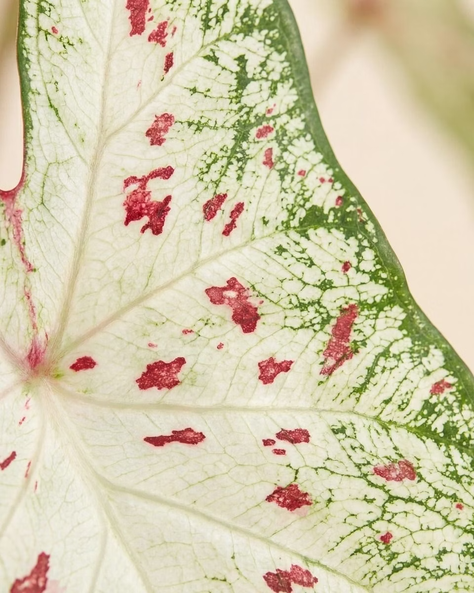 Baby Caladium Gingerland