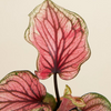 Baby Caladium Lucia
